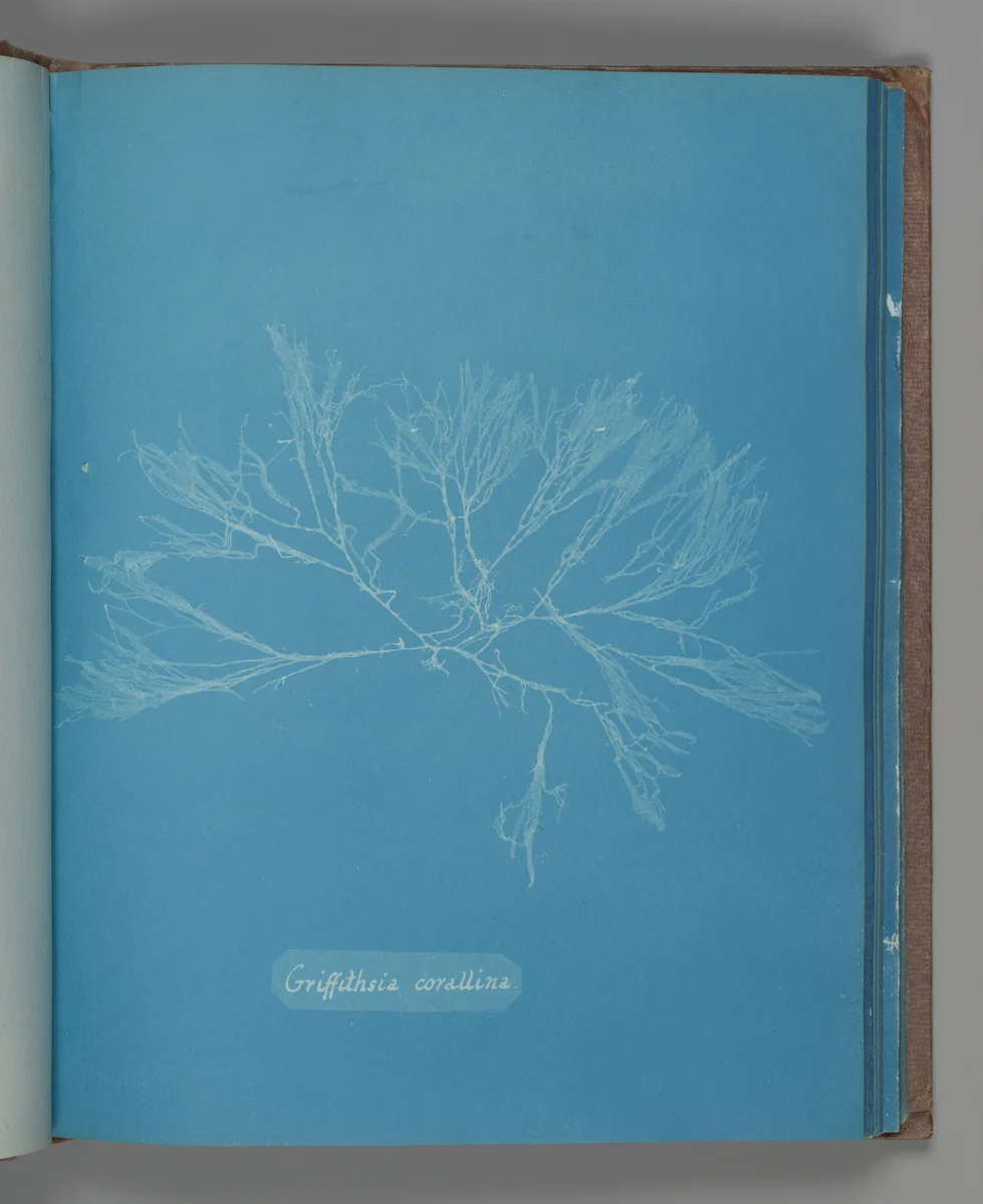 Griffithsia corallina by Anna Atkins, photograph, 1851-1855