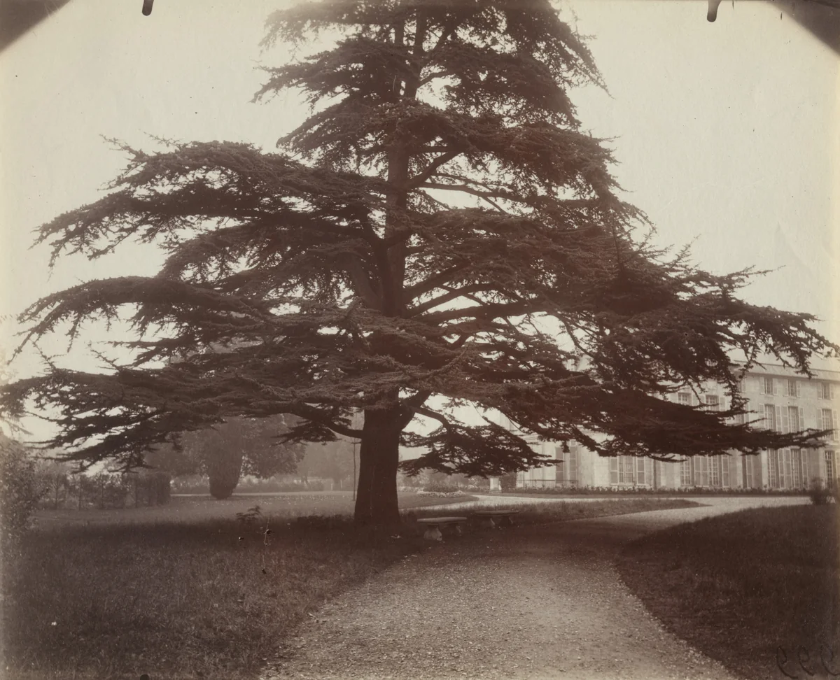 Cèdre, La Malmaison by Eugène Atget, photograph, 1919
