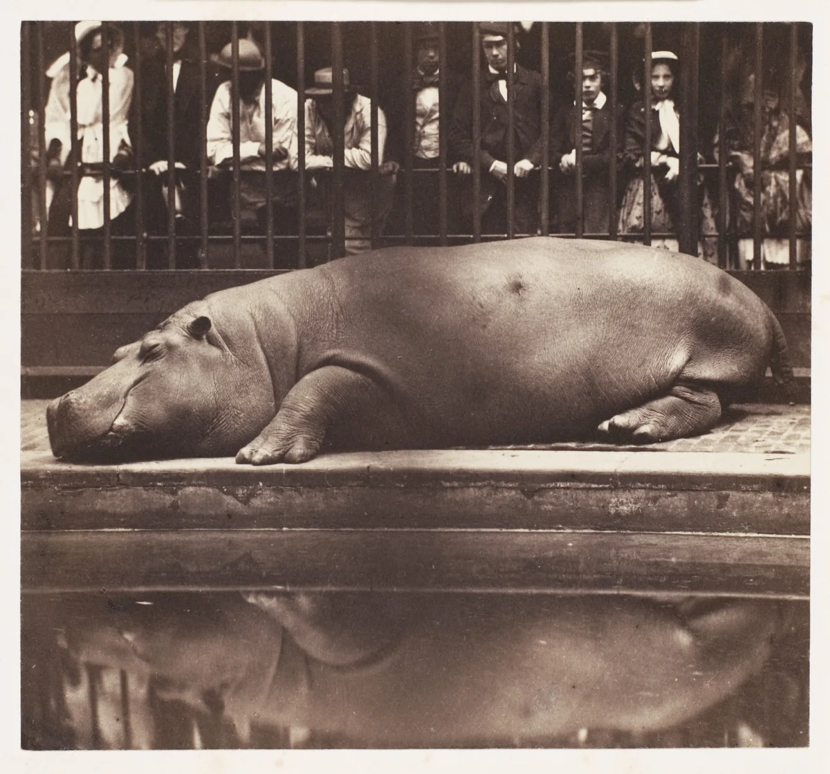The Hippopotamus at the Zoological Gardens, Regent's Park by Juan de Borbón, photograph, 1852