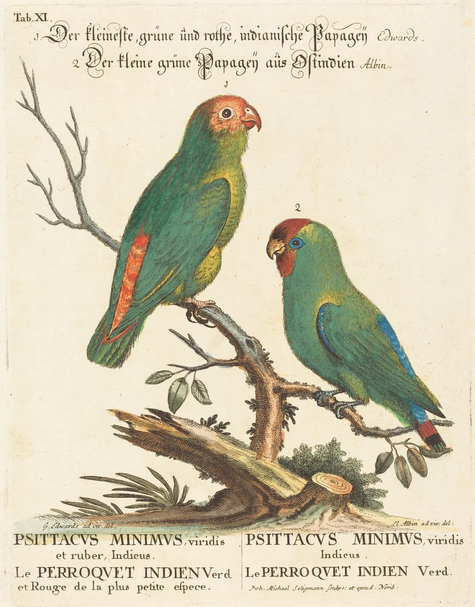 Parrot (Le Perroquet Indien. Psittacus Minimus) by Johann Michael Seligmann, print, 1720-1762