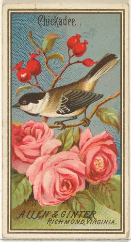 Chickadee, from the Birds of America series (N4) for Allen & Ginter Cigarettes Brands by Allen & Ginter, print, 1888