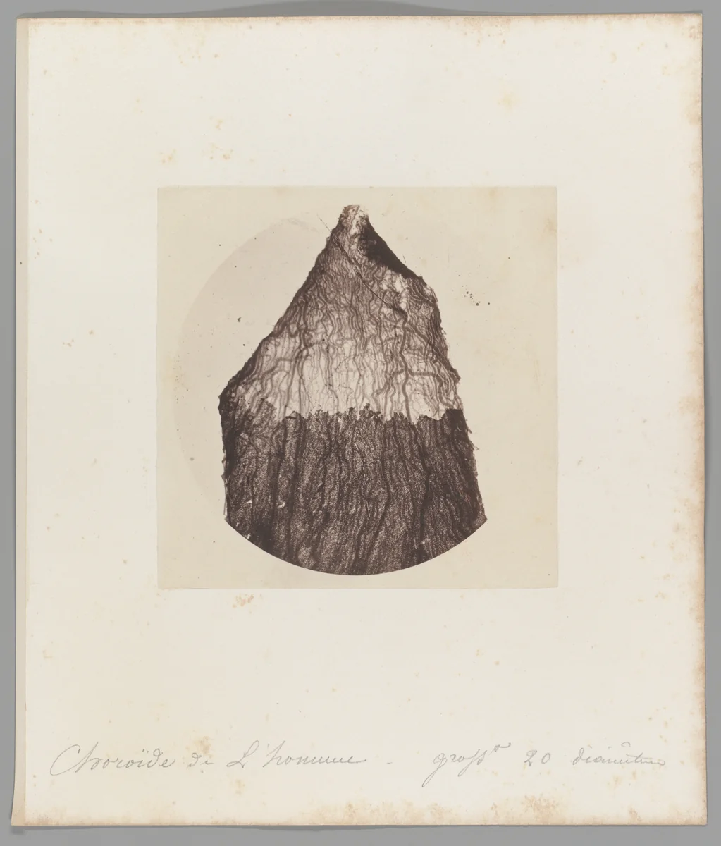 [Untitled] by Auguste-Adolphe Bertsch, photograph, 1853-1857
