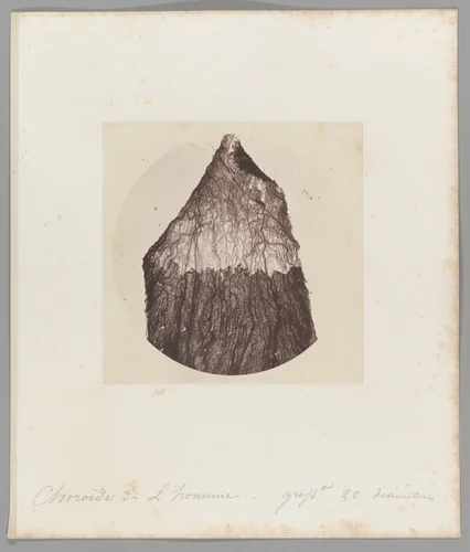 [Untitled] by Auguste-Adolphe Bertsch, photograph, 1853-1857