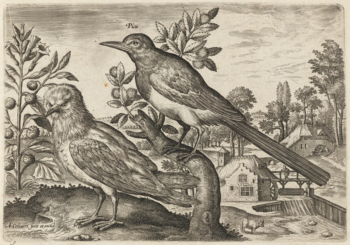 Magpie and Another Bird by Adriaen Collaert, print, 1595-1605