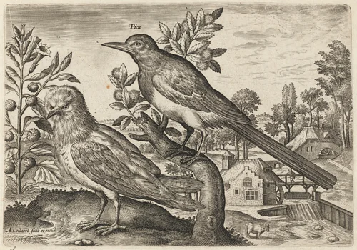 Magpie and Another Bird by Adriaen Collaert, print, 1595-1605
