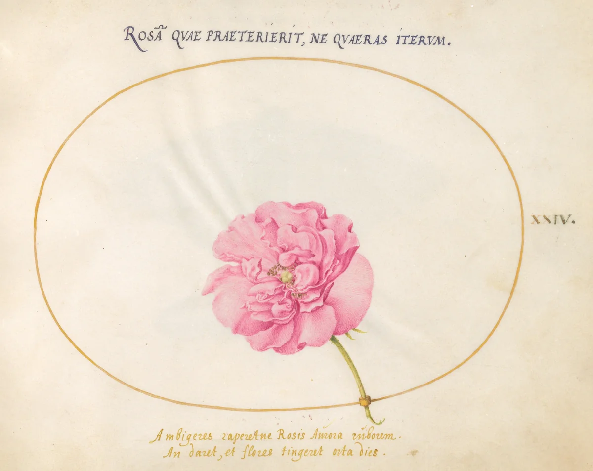 Plate 24: Pink Rose by Joris Hoefnagel, drawing, 1570-1599
