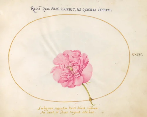 Plate 24: Pink Rose by Joris Hoefnagel, drawing, 1570-1599