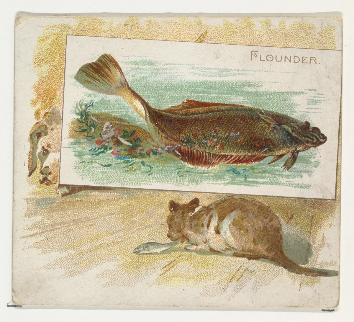 Flounder, from Fish from American Waters series (N39) for Allen & Ginter Cigarettes by Allen & Ginter, print, 1889