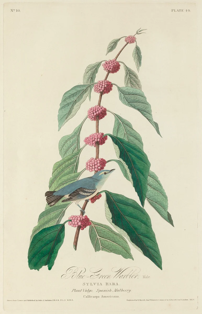Blue-green Warbler by Robert Havell, Jr.; John James Audubon, print, 1828