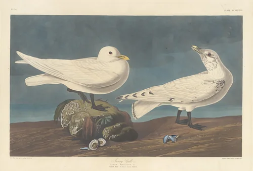 Ivory Gull by Robert Havell, Jr.; John James Audubon, print, 1836