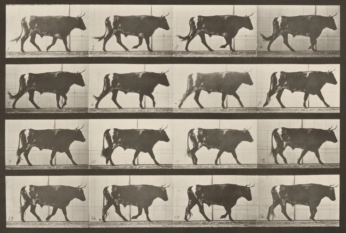 Plate Number 669. Ox; walking by Eadweard Muybridge, photograph, 1887