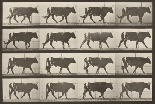 Plate Number 669. Ox; walking by Eadweard Muybridge, photograph, 1887
