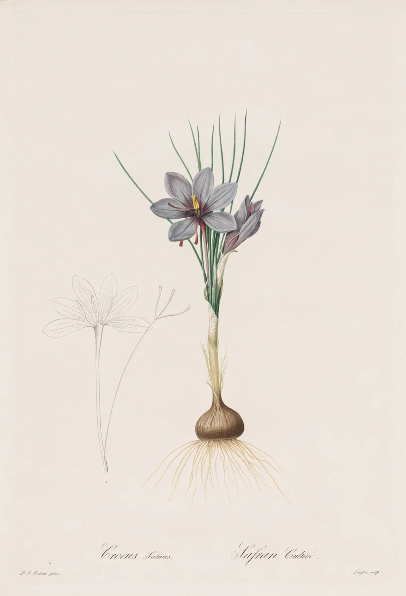 Les Liliacées: Crocus Sativus by Henry Joseph Redouté, print, 1802-1816