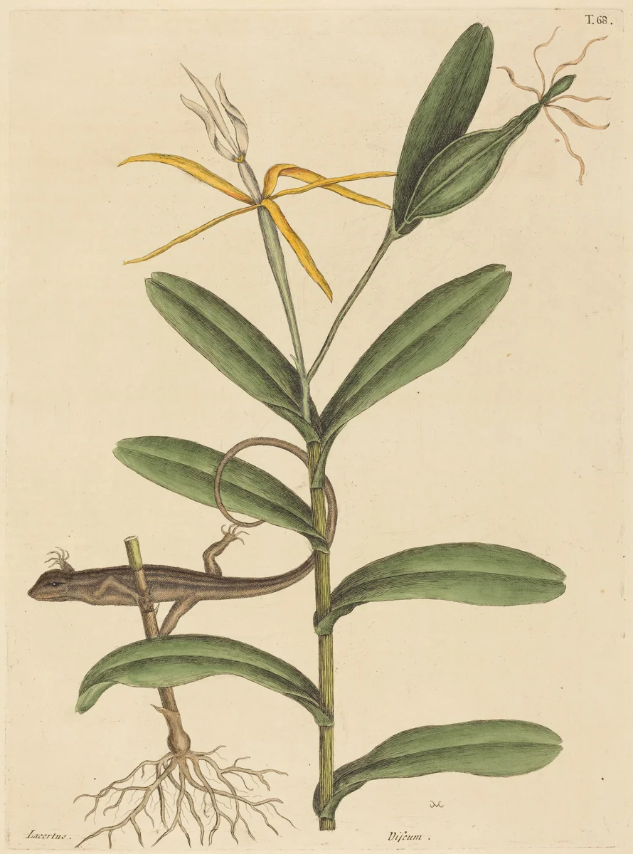 The Lyon Lizard (Lacerta 6-lineata) by Mark Catesby, print, 1731-1743