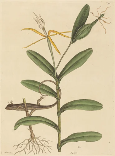 The Lyon Lizard (Lacerta 6-lineata) by Mark Catesby, print, 1731-1743