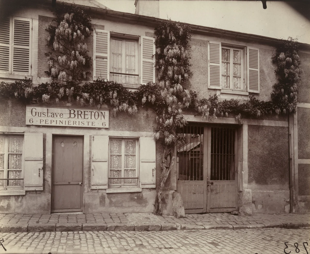 Glycine by Eugène Atget, photograph, 1915