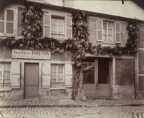 Glycine by Eugène Atget, photograph, 1915