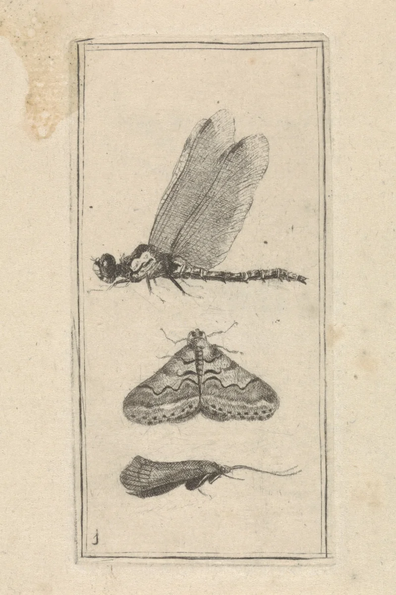Libelle en twee nachtvlinders by Pieter Lyonet, print, 1716-1789
