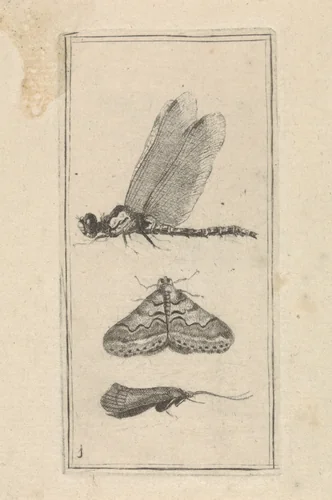 Libelle en twee nachtvlinders by Pieter Lyonet, print, 1716-1789