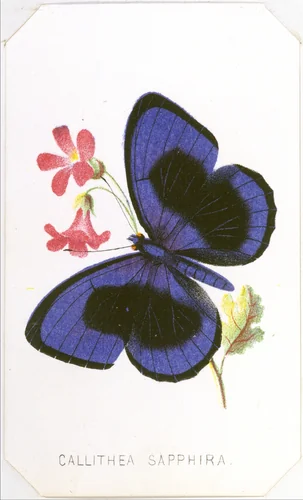 Callithea Sapphira, from "The Butterflies and Moths of America", Part 1 by Louis Prang & Co., print, 1860