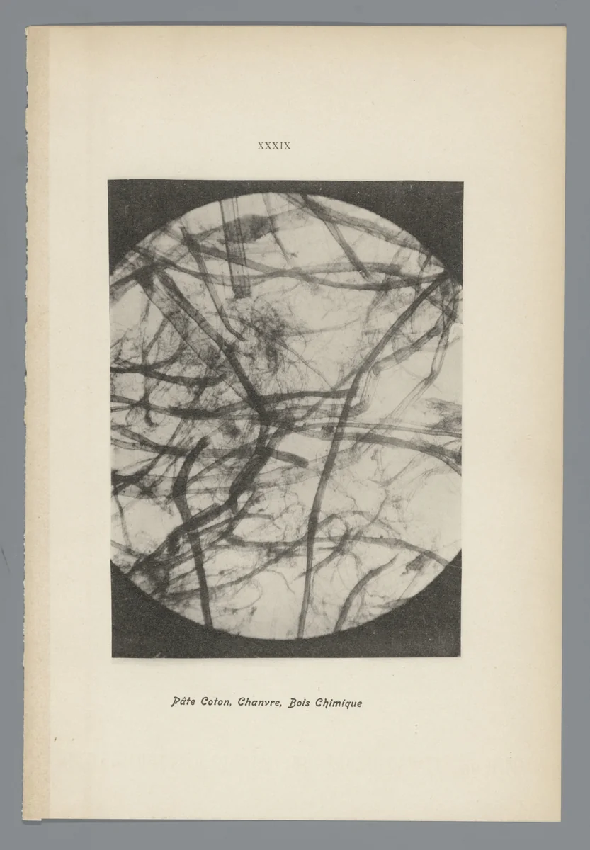 Microfoto’s van papiervezels by anonymous, photograph, 1900