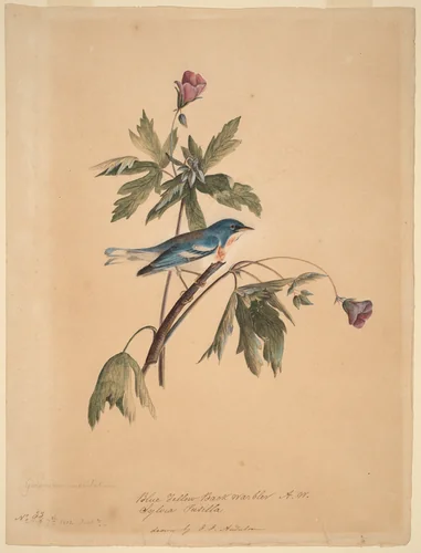 Blue Yellow Back Warbler by John James Audubon, drawing, 1812