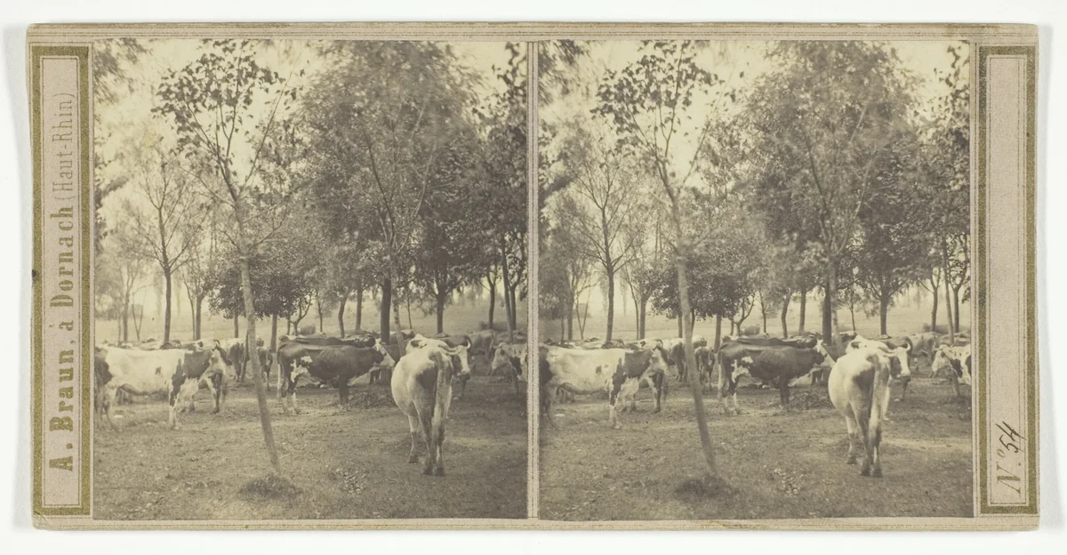 Untitled by A. Braun, photograph, 1850-1877