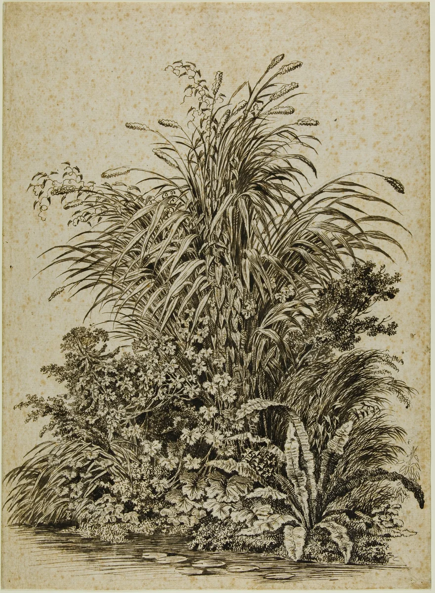 Plants at Water's Edge by Carl Wilhelm Kolbe, drawing, 1795-1805