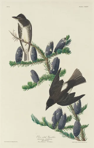 Olive-sided Flycatcher by Robert Havell, Jr.; John James Audubon, print, 1833