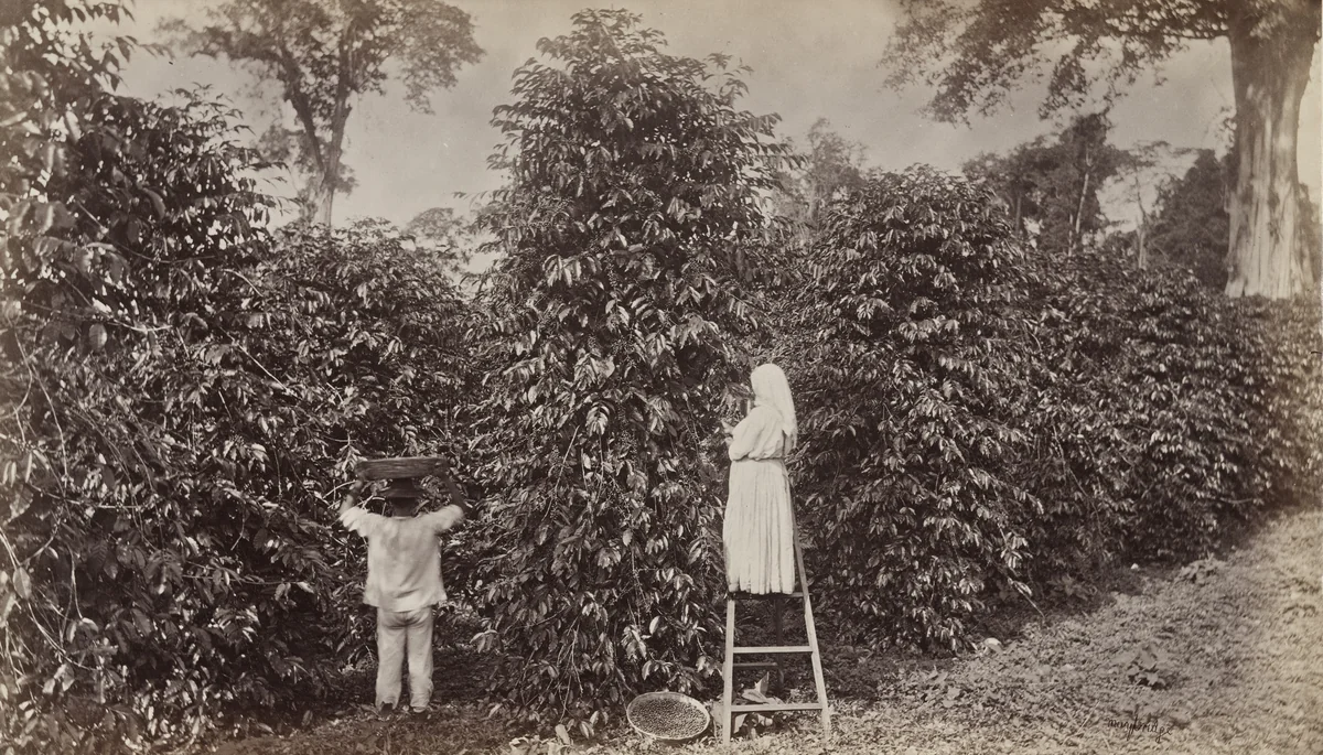 A Full Grown Coffee Tree (Its Berries), Las Nubes by Eadweard Muybridge, photograph, 1875