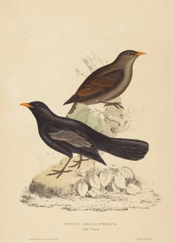 Turdus Poecilopterus (Aztec Thrush) by Elizabeth Gould, print, 1804-1841