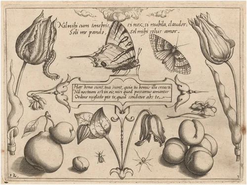 Archetypa studiaque patris Georgii Hoefnagelii [Part 3, Plate 12] by Jacob Hoefnagel; Joris Hoefnagel, print, 1592
