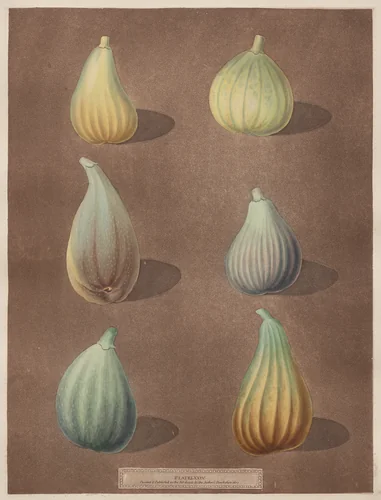 Pomona Britannica: No. 74 - Figs by Richard Brookshaw, print, 1807
