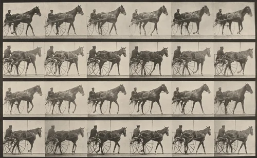 Plate Number 587. "Nellie Rose" walking, harnessed to sulky by Eadweard Muybridge, photograph, 1887