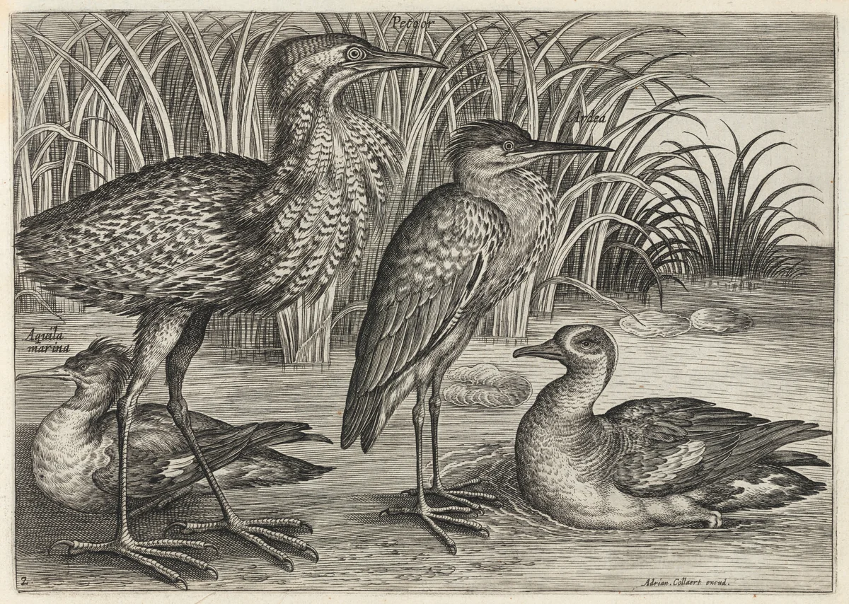 Sawbill, Bittern, Heron and Teal by Adriaen Collaert, print, 1595-1605