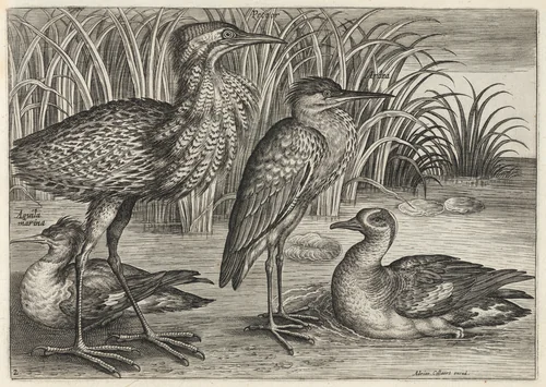 Sawbill, Bittern, Heron and Teal by Adriaen Collaert, print, 1595-1605