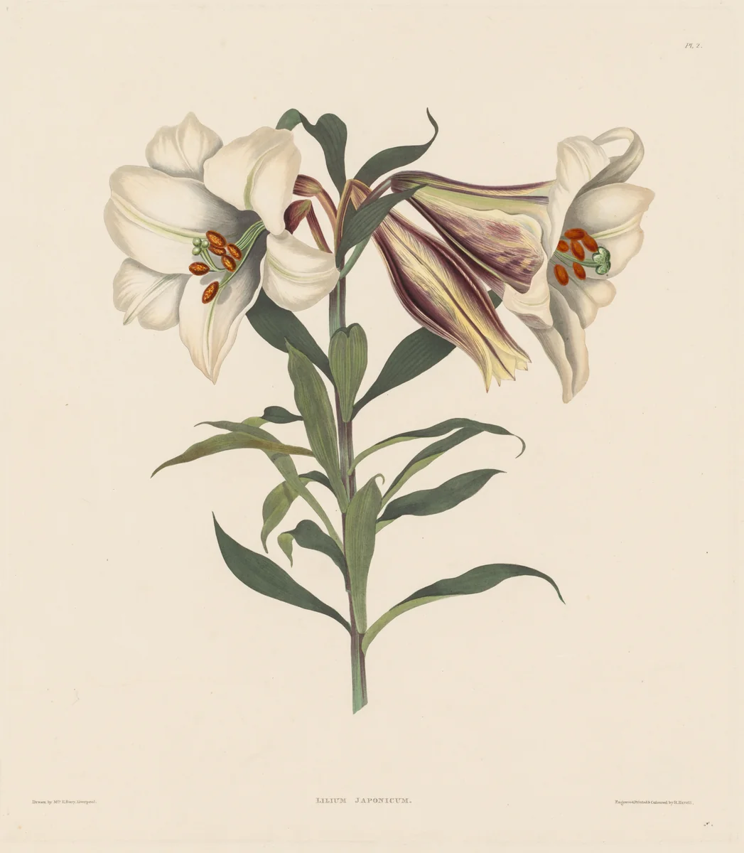 A Selection of Hexandrian Plants, belonging to the natural order of Amaryllidae and Liliacae: Japanese Lily by Robert Havell, print, 1831-1832