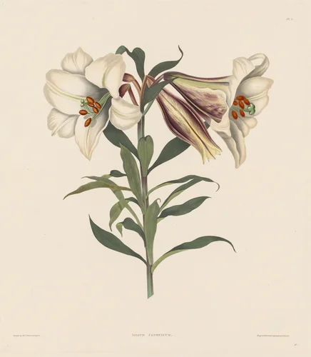 A Selection of Hexandrian Plants, belonging to the natural order of Amaryllidae and Liliacae: Japanese Lily by Robert Havell, print, 1831-1832