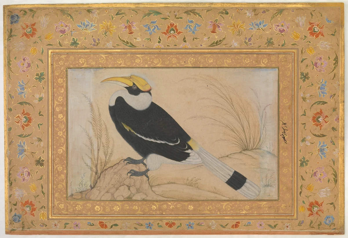 "Great Hornbill", Folio from the Shah Jahan Album by Mansur, manuscript, 1515-1645
