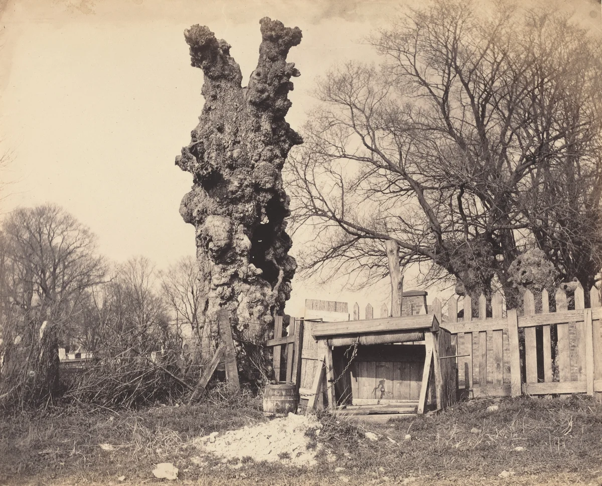 Old Tree near Chatham by British 19th Century, photograph, 1850-1859