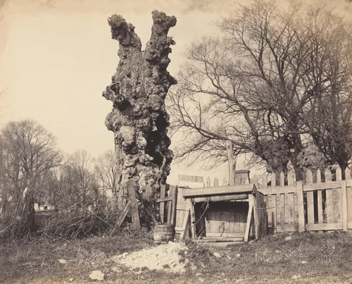 Old Tree near Chatham by British 19th Century, photograph, 1850-1859