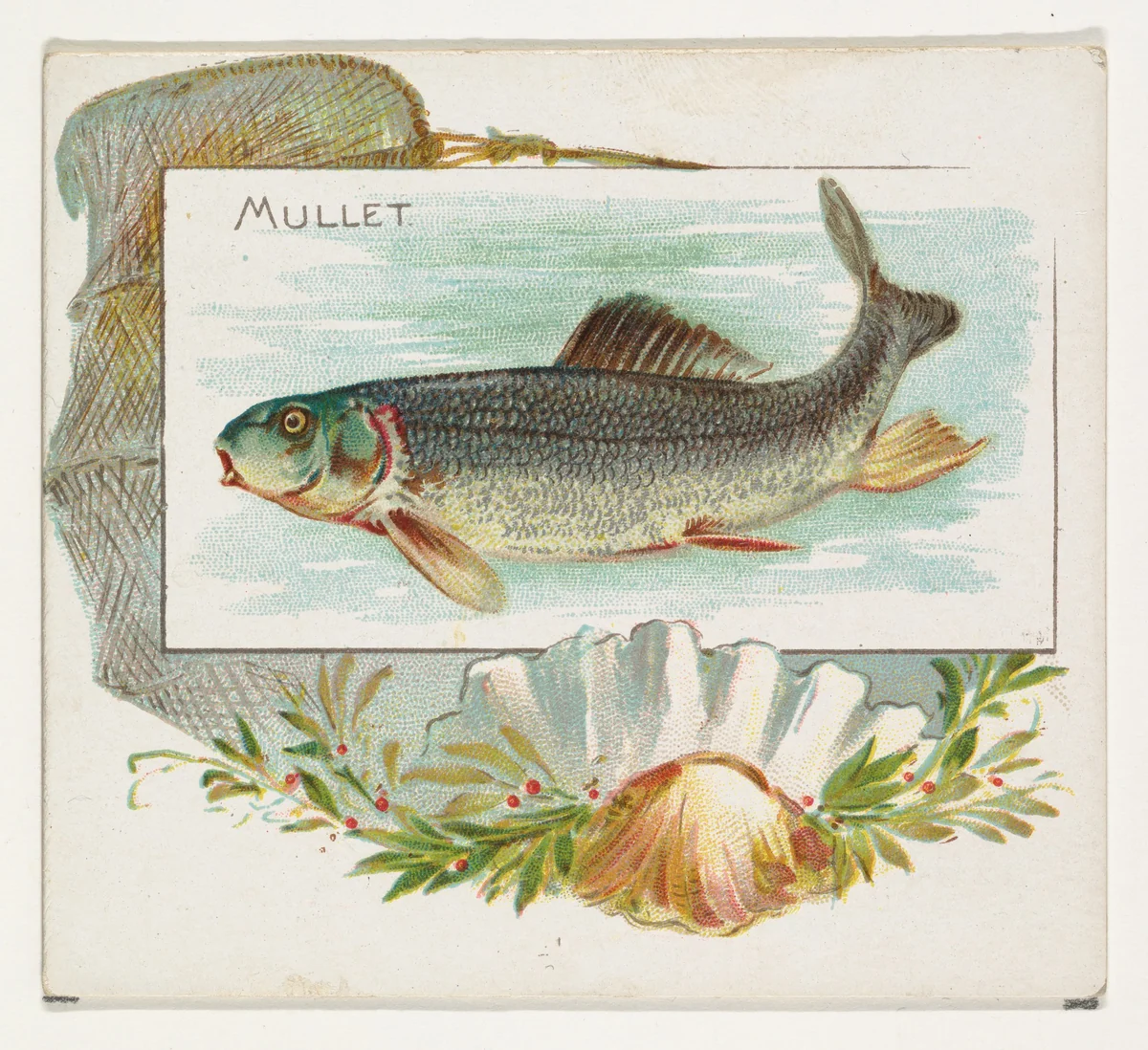 Mullet, from Fish from American Waters series (N39) for Allen & Ginter Cigarettes by Allen & Ginter, print, 1889