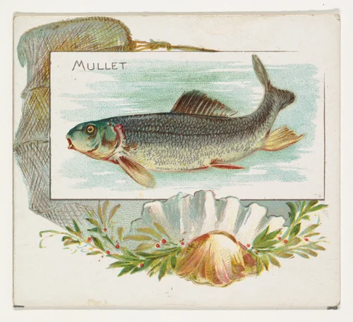 Mullet, from Fish from American Waters series (N39) for Allen & Ginter Cigarettes by Allen & Ginter, print, 1889
