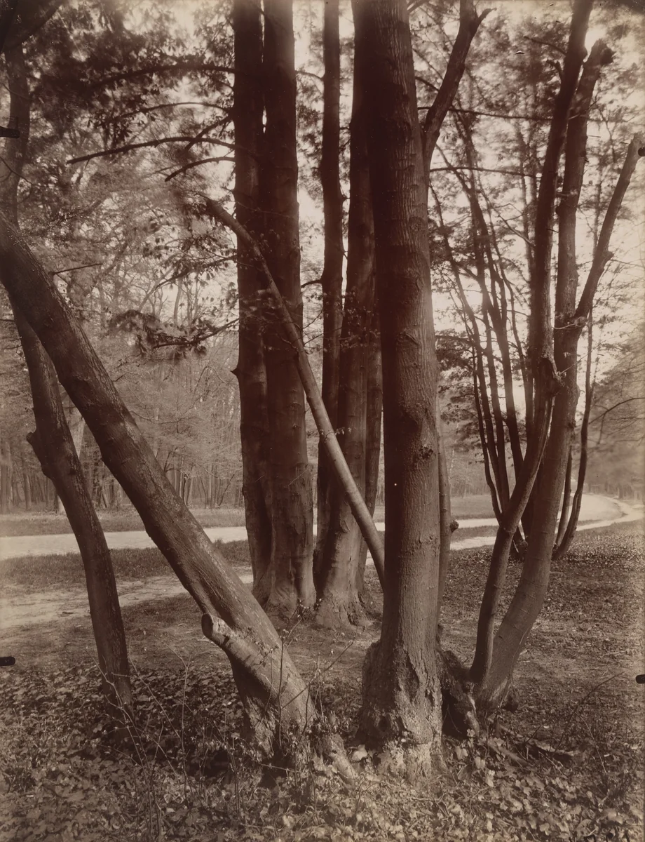 Saint-Cloud by Eugène Atget, photograph, 1926