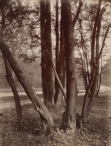 Saint-Cloud by Eugène Atget, photograph, 1926