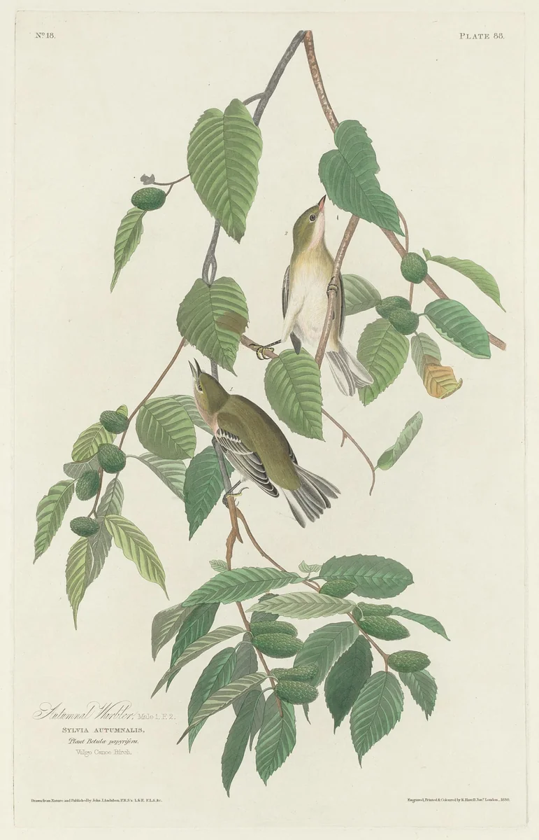 Autumnal Warbler by Robert Havell, Jr.; John James Audubon, print, 1830
