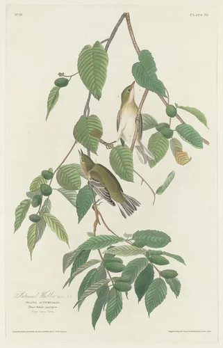 Autumnal Warbler by Robert Havell, Jr.; John James Audubon, print, 1830