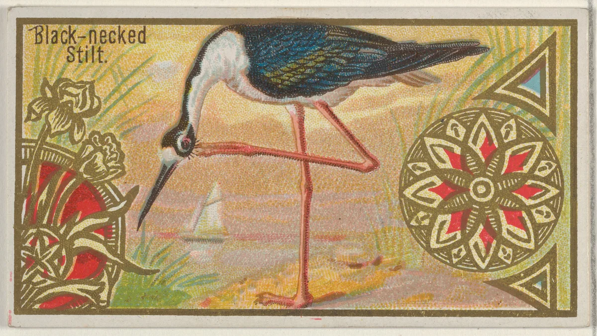 Black-necked Stilt, from the Game Birds series (N13) for Allen & Ginter Cigarettes Brands by Allen & Ginter, print, 1889