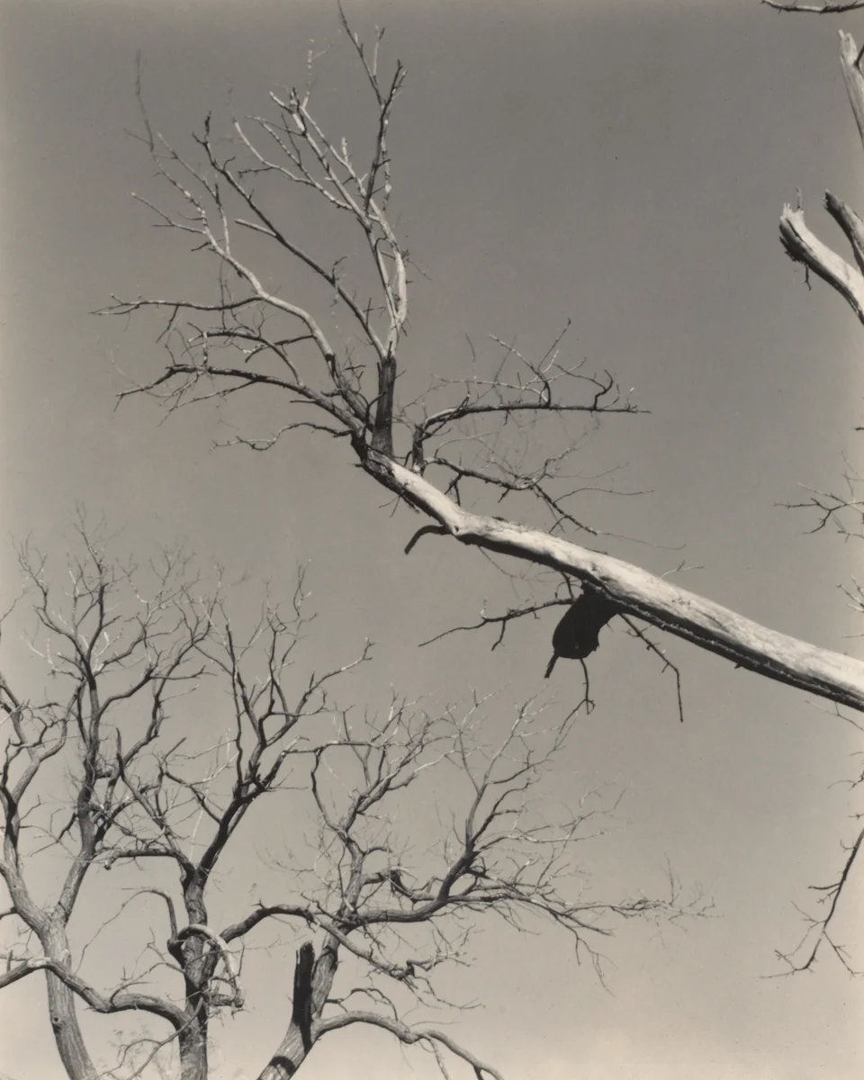 The Dying Chestnut Tree—My Teacher by Alfred Stieglitz, photograph, 1927