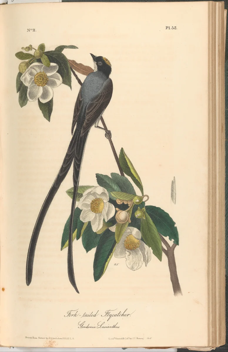 The Birds of America from Drawings Made in the United States by John James Audubon, book, 1840-1844